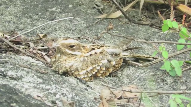 Indian Nightjar - ML273457771