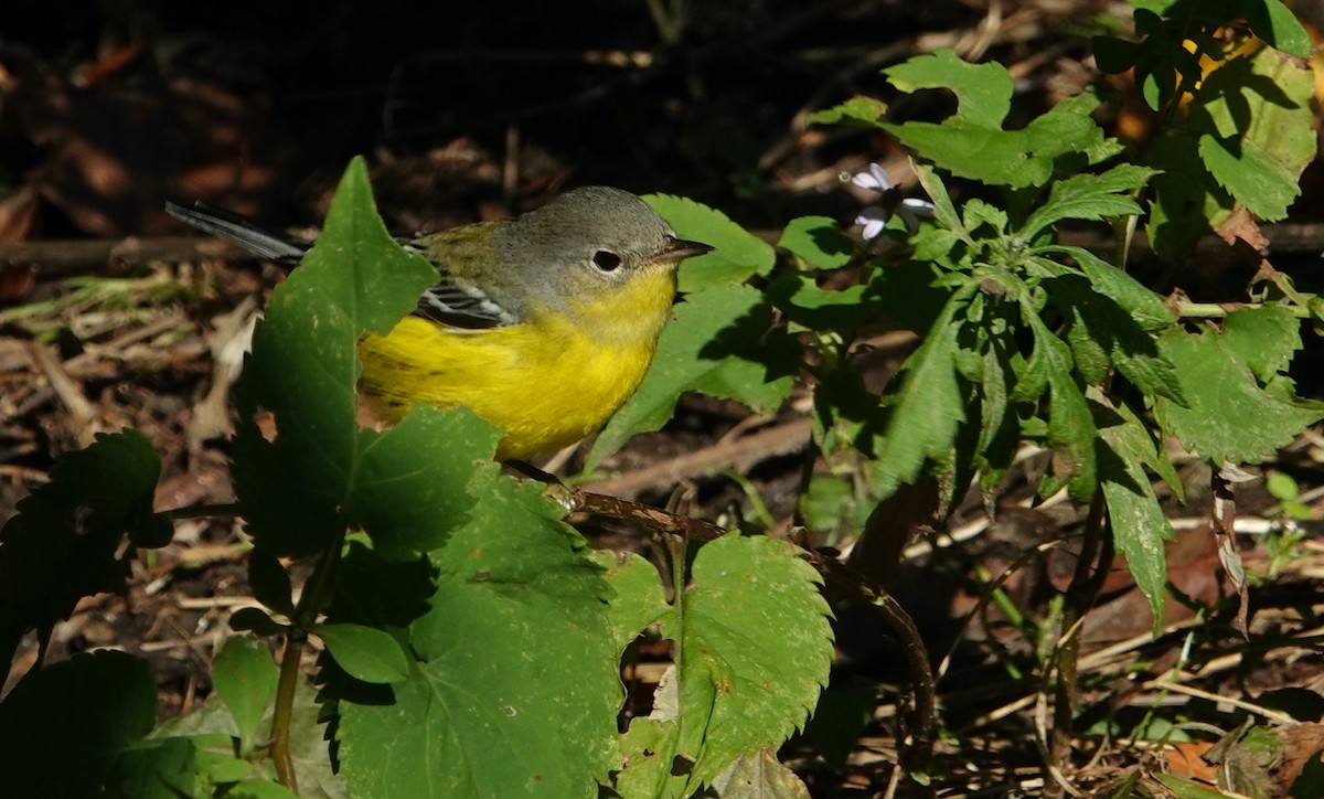 Magnolia Warbler - Linda  LaBella