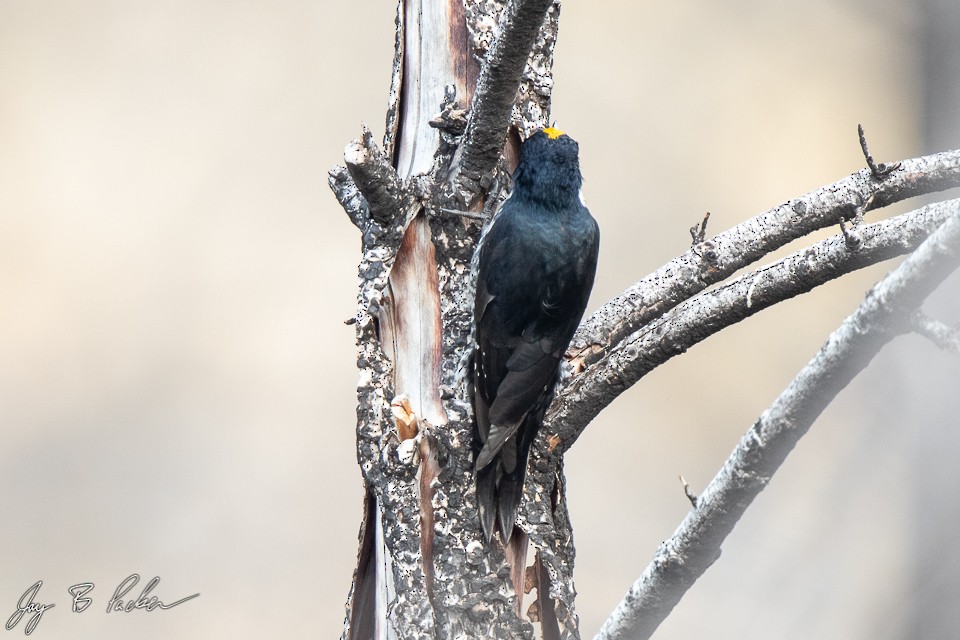 Black-backed Woodpecker - Jay Packer