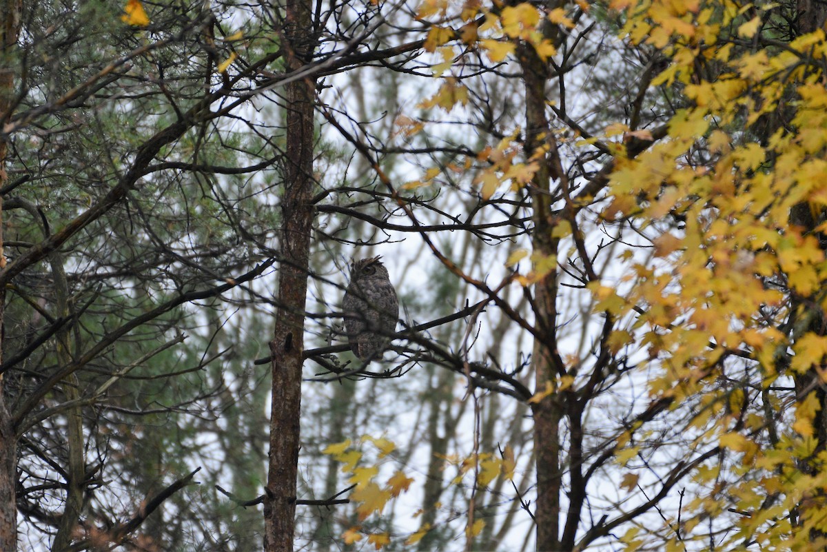 Great Horned Owl - ML273459861