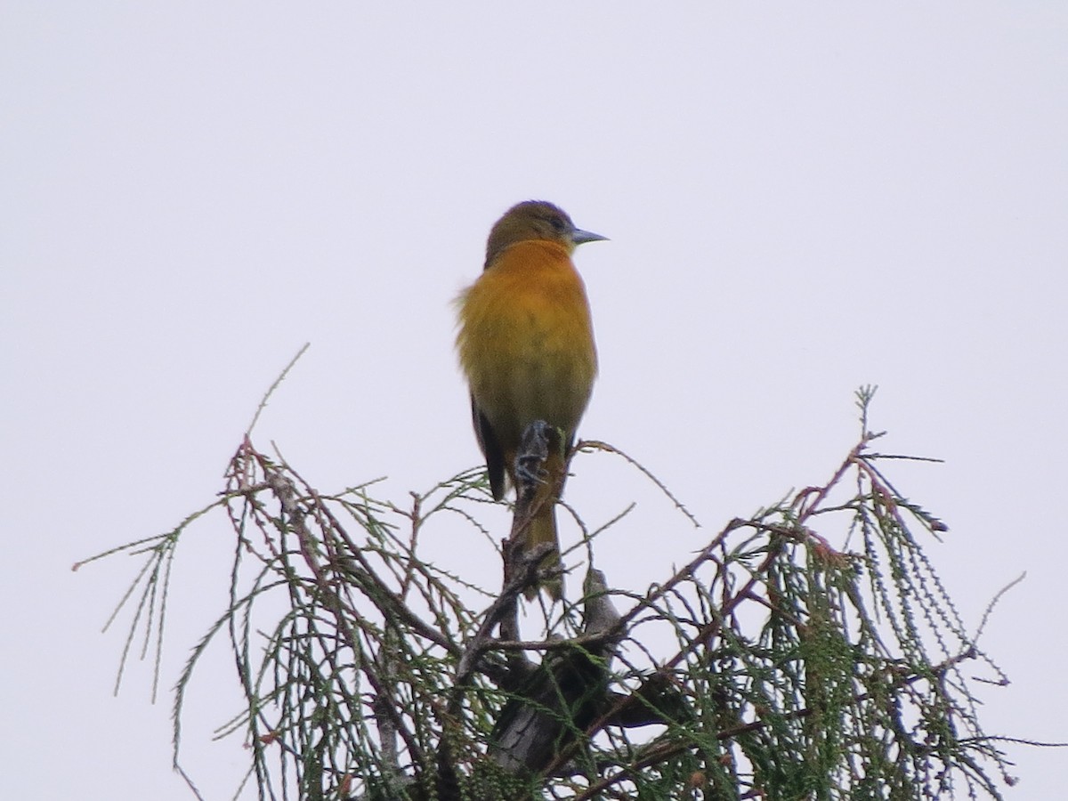 Baltimore Oriole - ML273461121