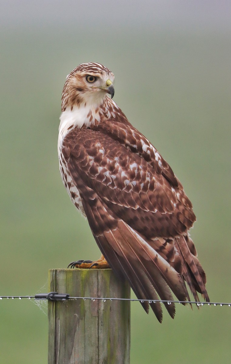 Red-tailed Hawk - leor veleanu