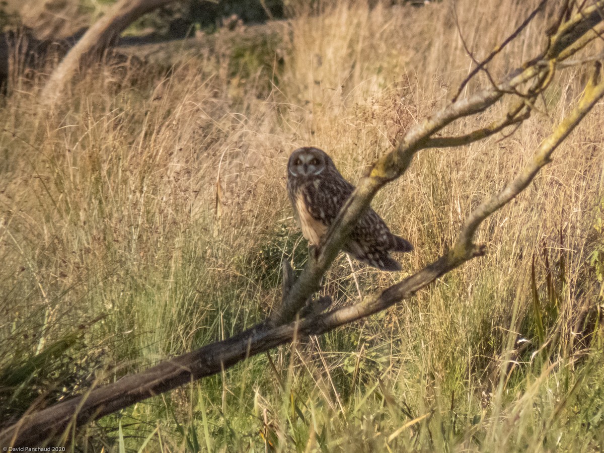 Short-eared Owl - ML273462831