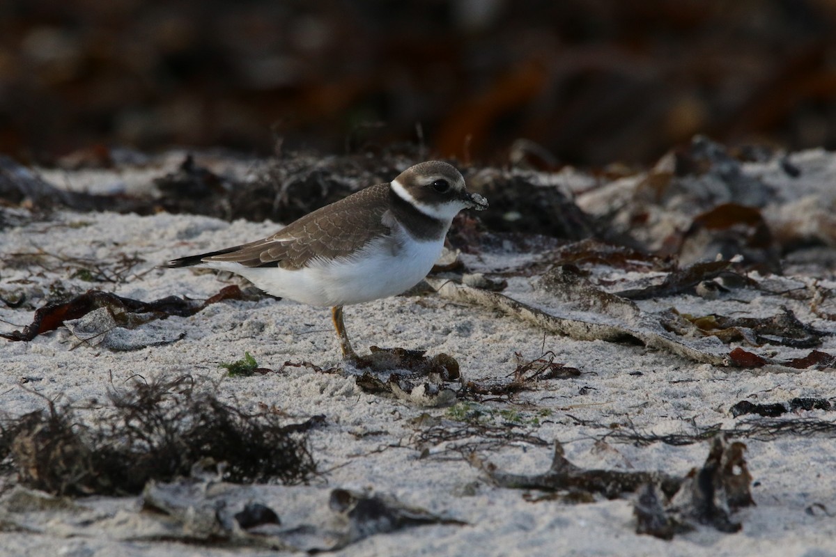 Common Ringed Plover - Wigbert Vogeley