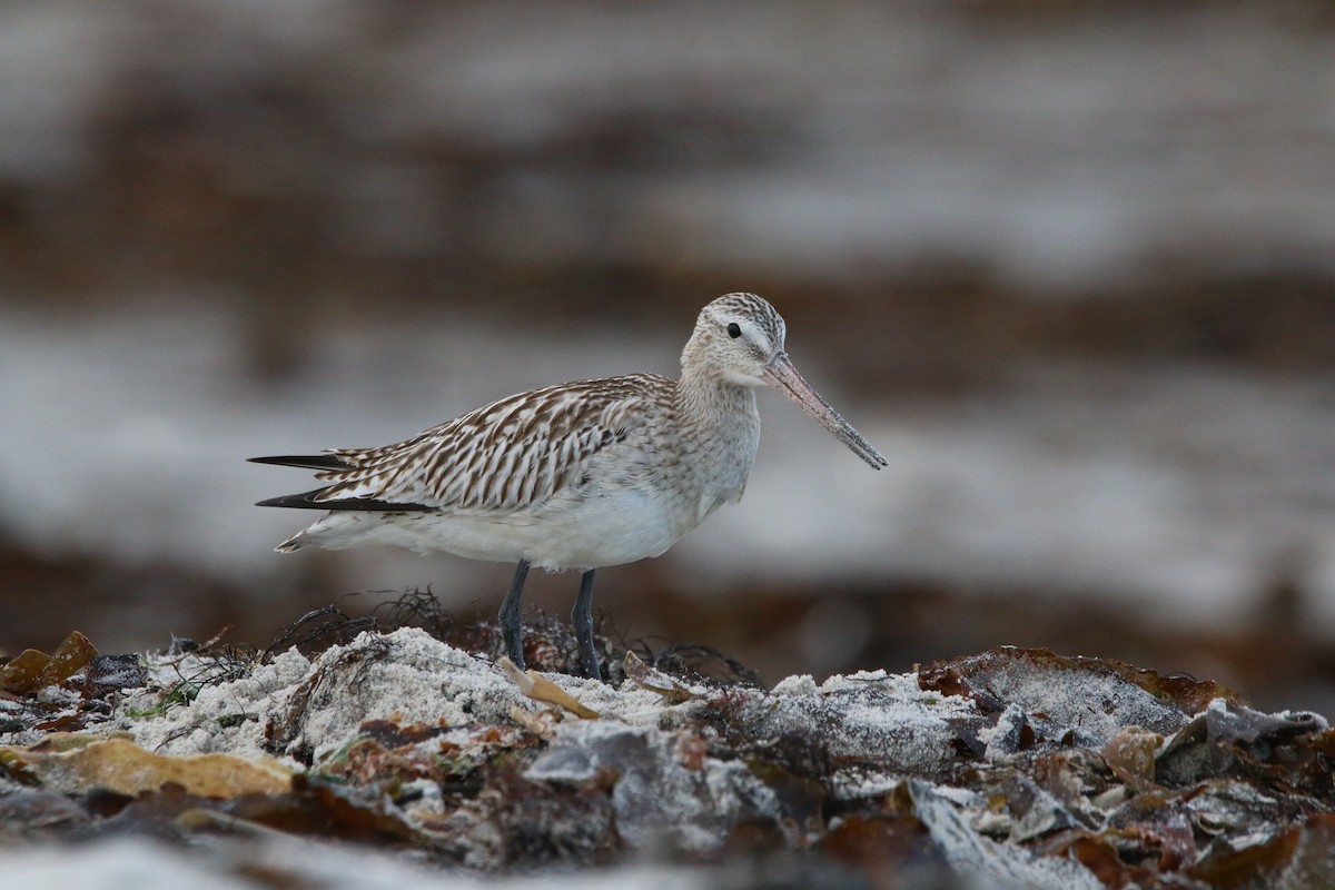 Bar-tailed Godwit - ML273464091