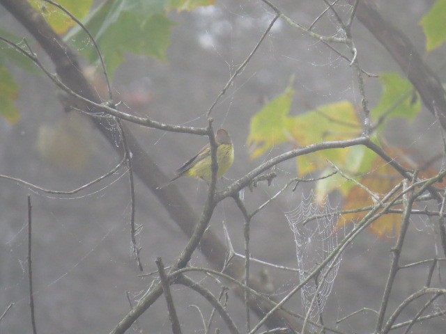 Palm Warbler - ML273464981