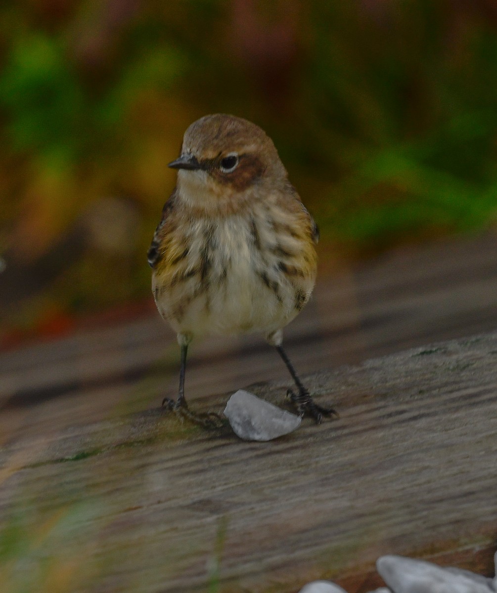 Yellow-rumped Warbler - ML273466011