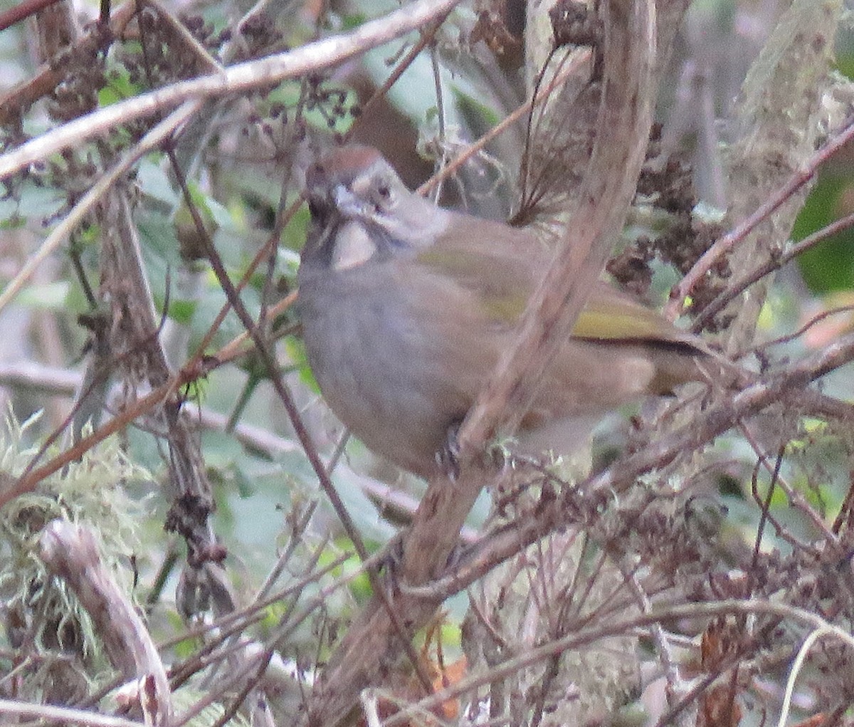 Green-tailed Towhee - ML273466071