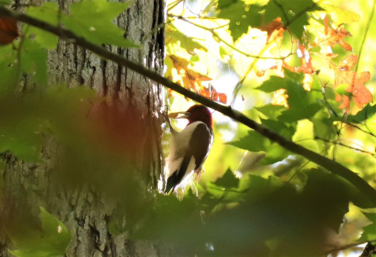 Red-headed Woodpecker - ML273466191