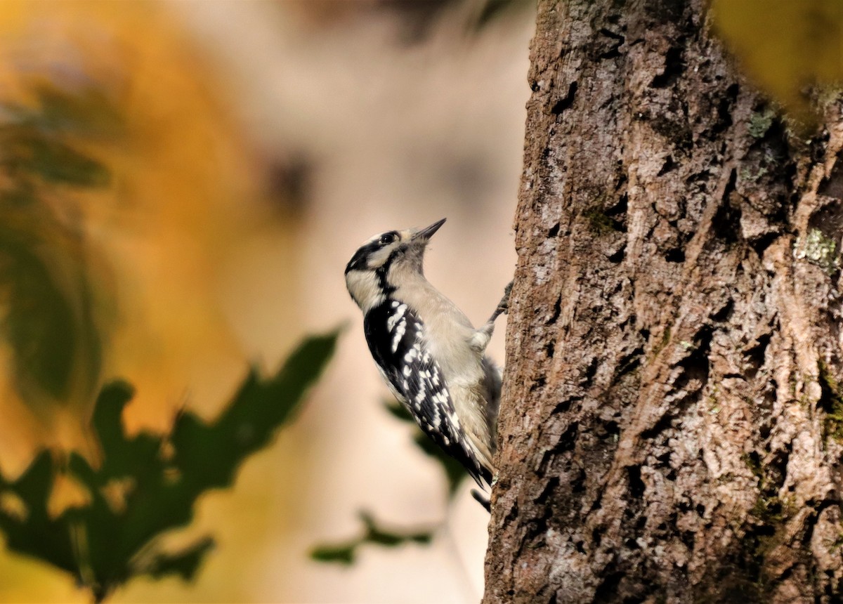 Downy Woodpecker - ML273466281