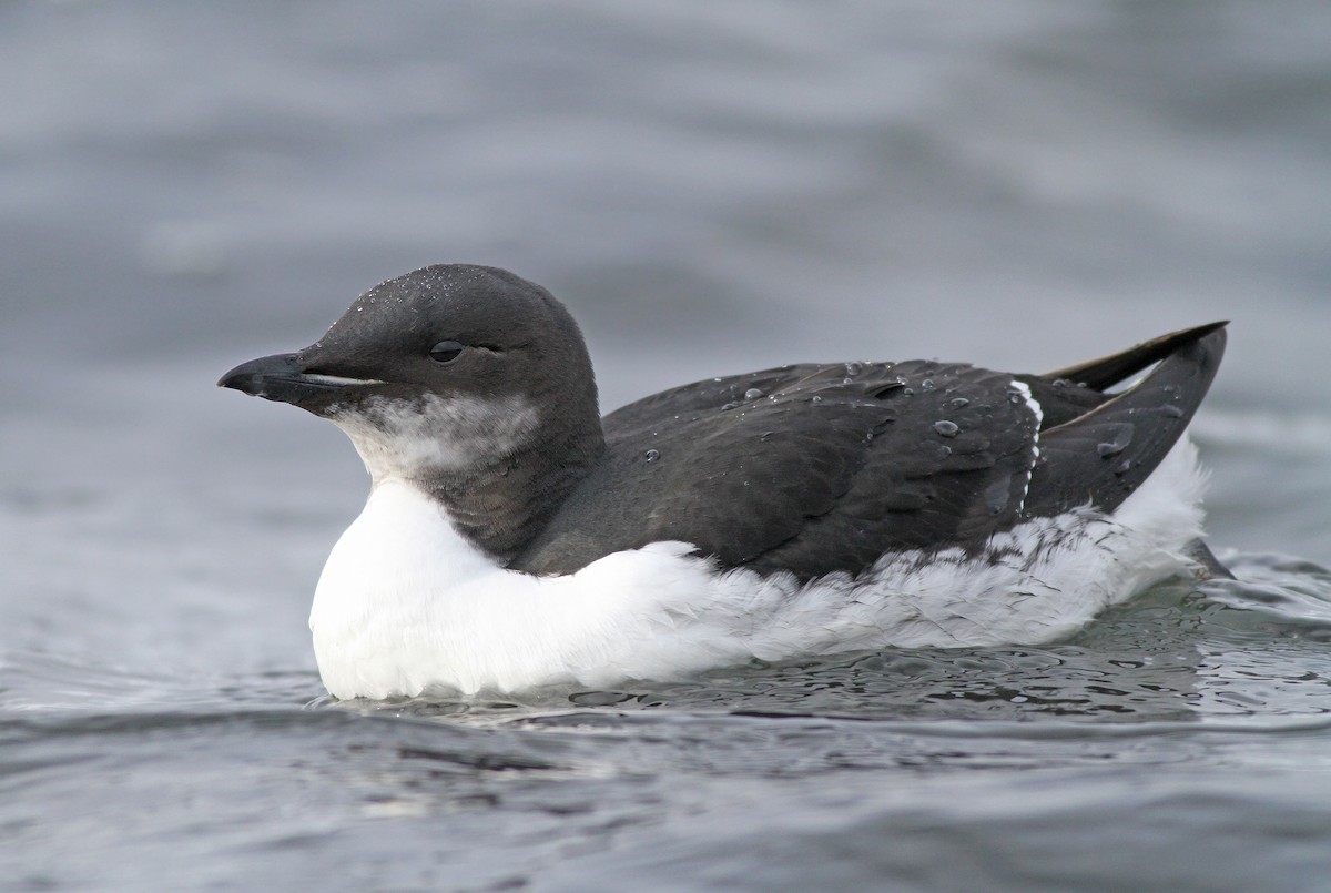 Thick-billed Murre - ML273466491