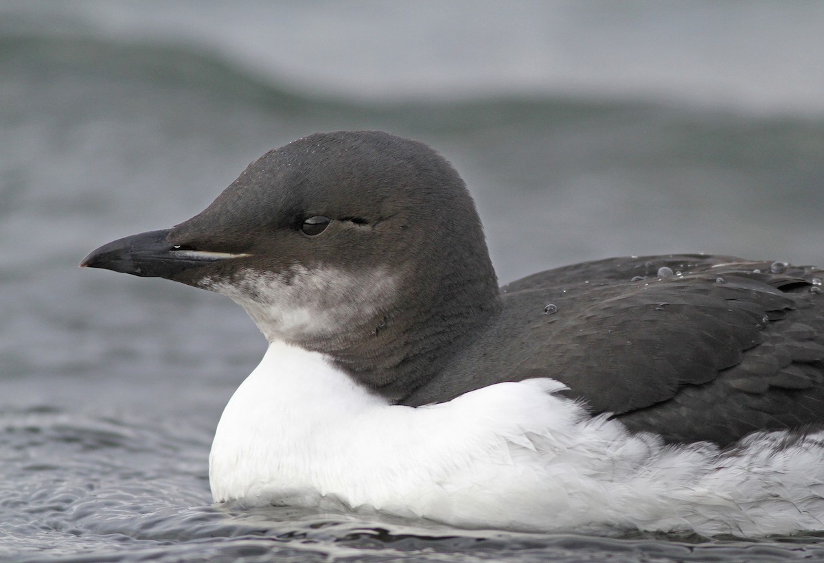 Thick-billed Murre - ML273466501