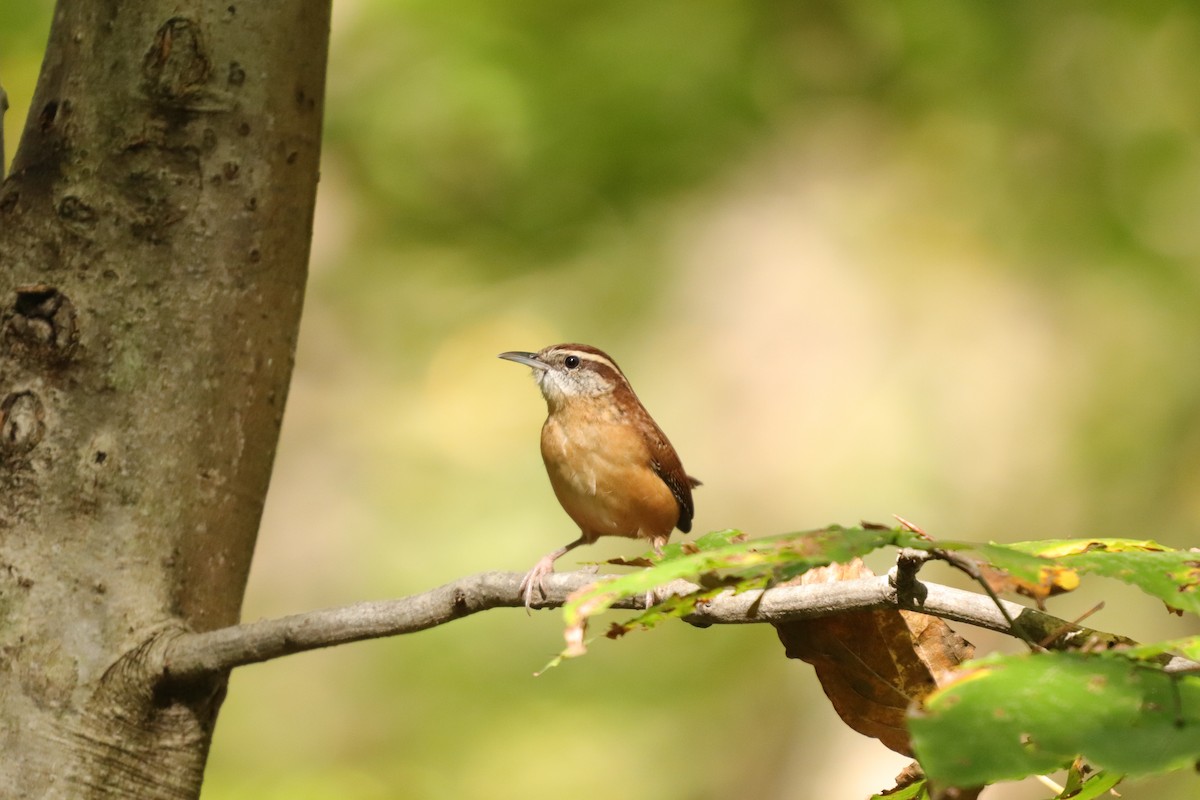 Carolina Wren - ML273466701