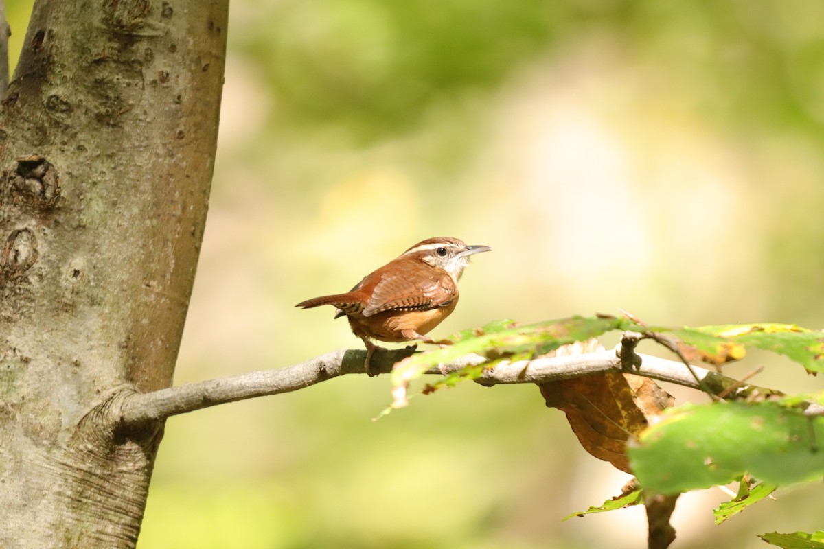 Carolina Wren - ML273466721