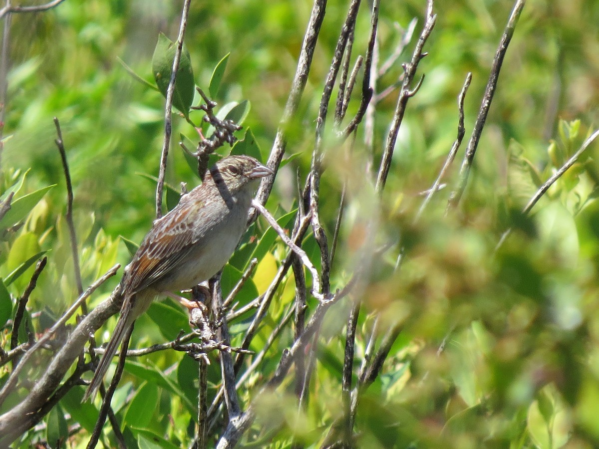 Bachman's Sparrow - ML27346891