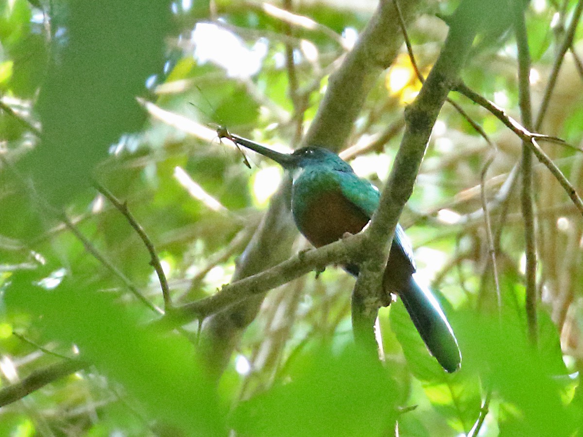 Green-tailed Jacamar - ML273469041