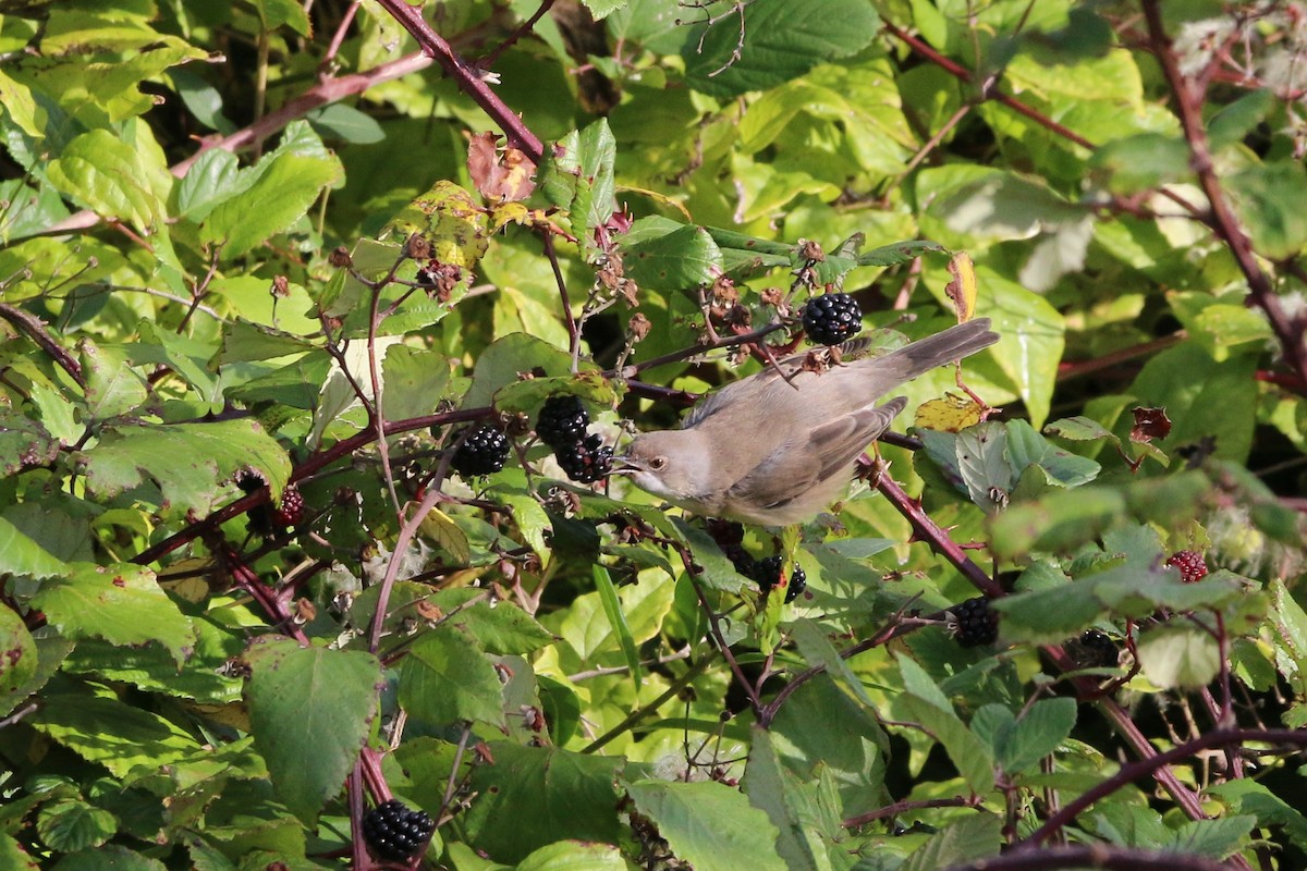 Western Subalpine Warbler - Wigbert Vogeley