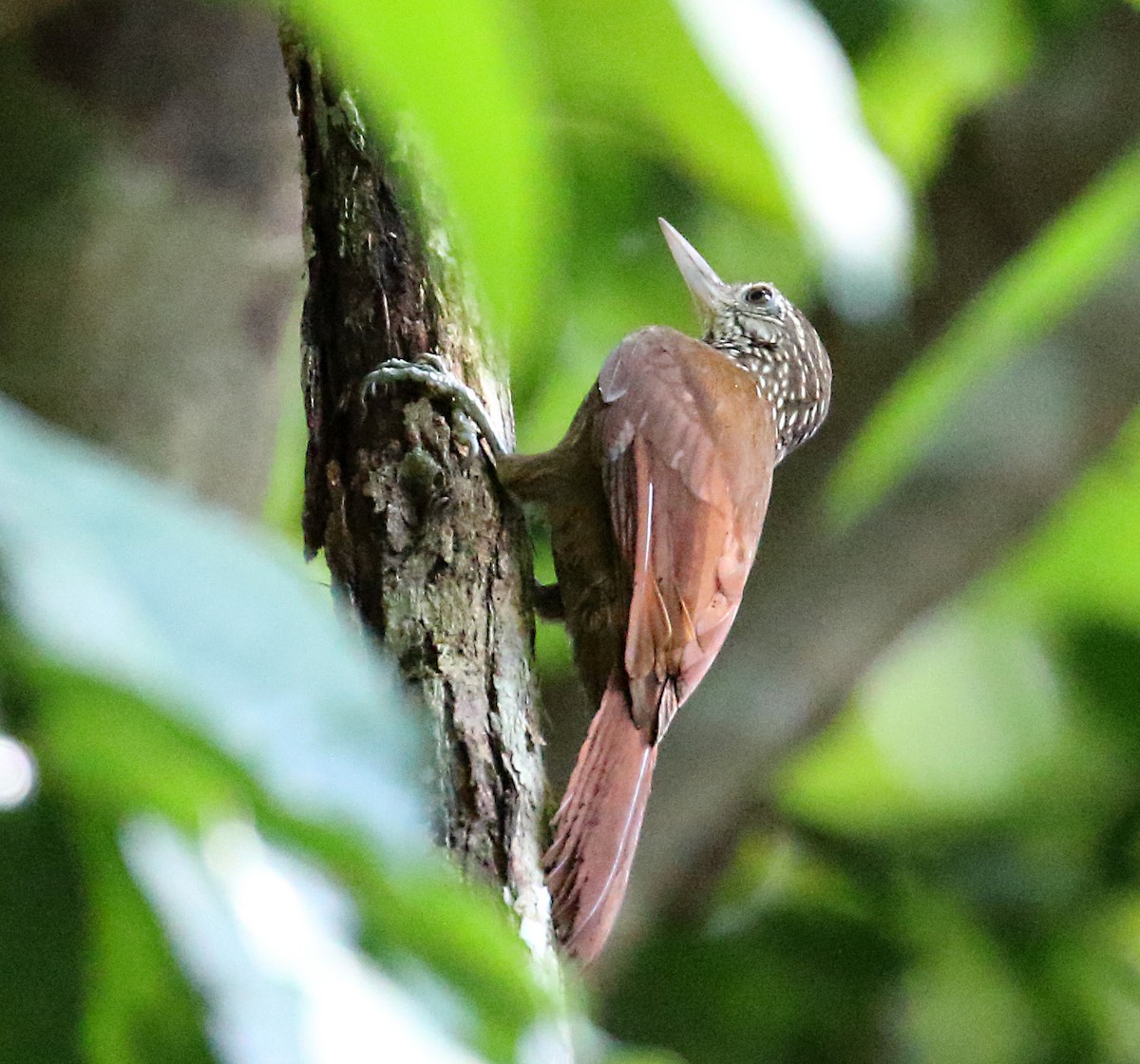 Straight-billed Woodcreeper - ML273471001