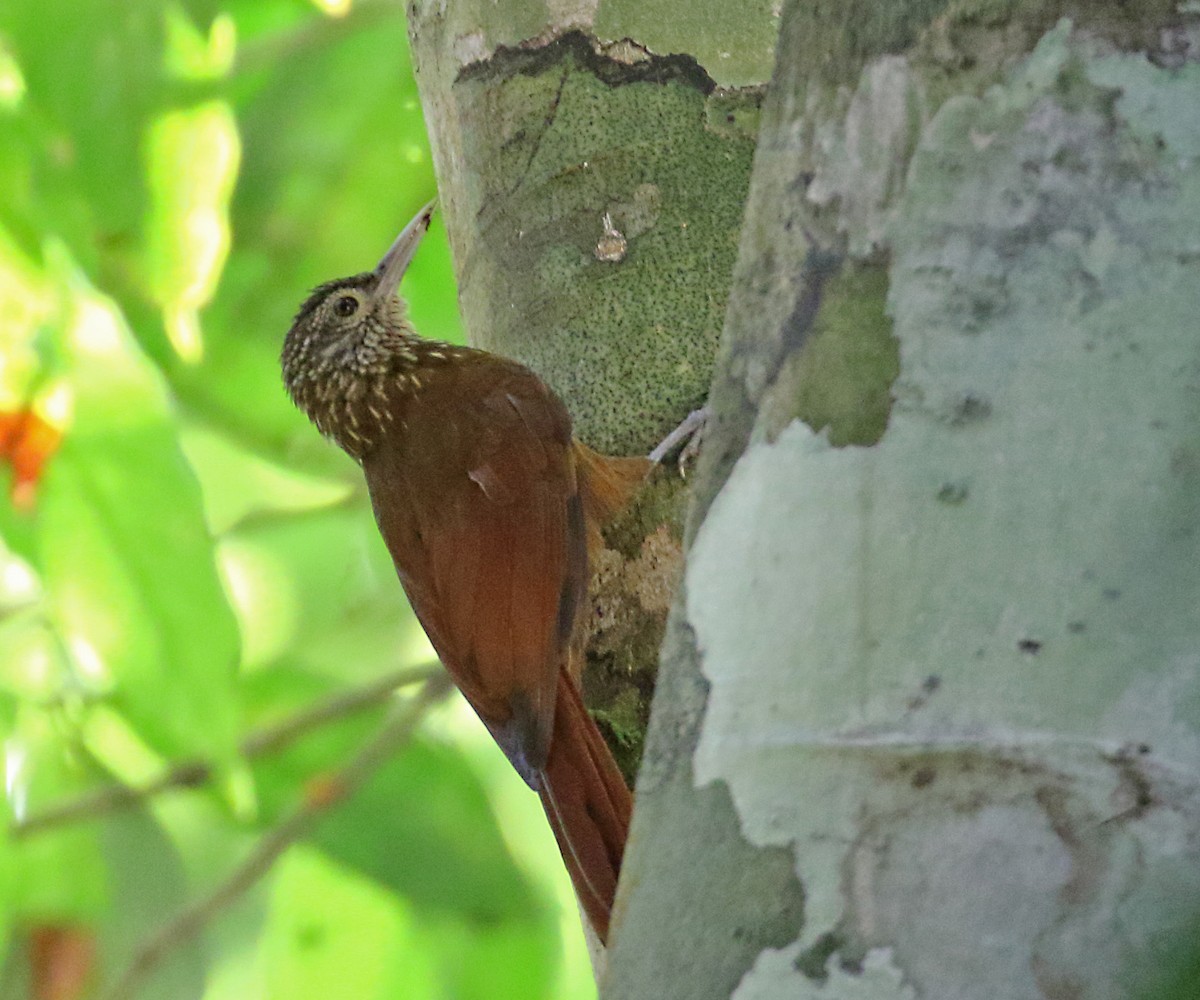 Zimmer's Woodcreeper - ML273471401