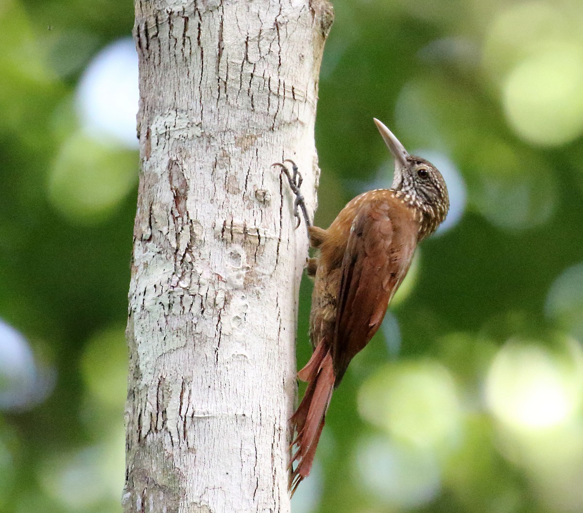 Zimmer's Woodcreeper - ML273471461