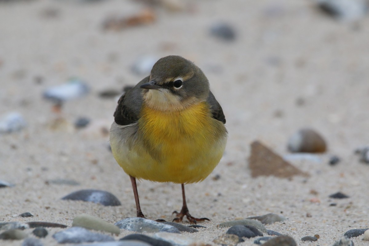 Gray Wagtail - Wigbert Vogeley