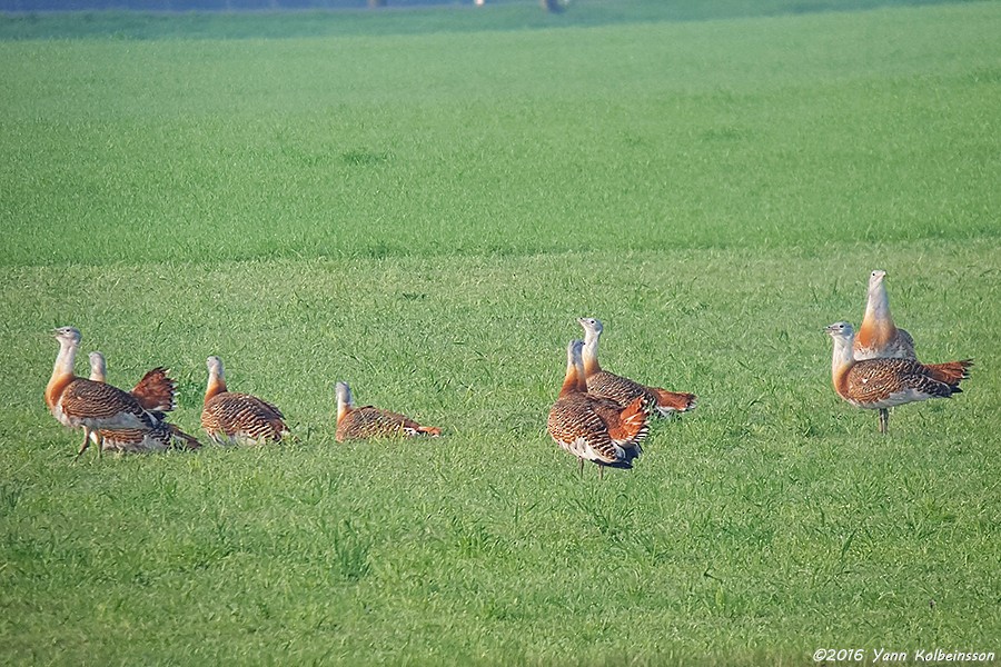 Great Bustard - ML27347211