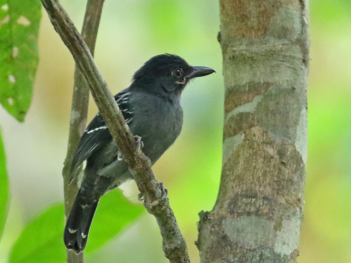 Blackish-gray Antshrike - ML273472531