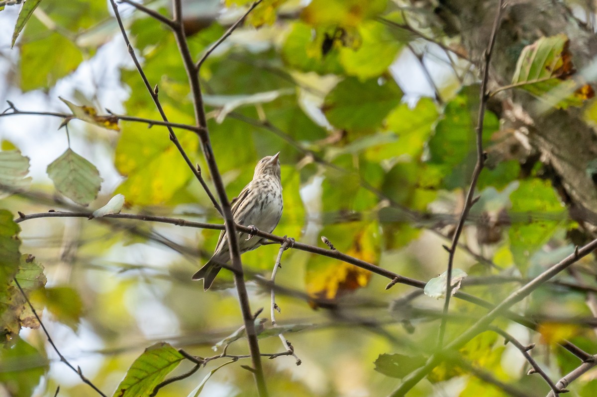 Pine Siskin - ML273474581