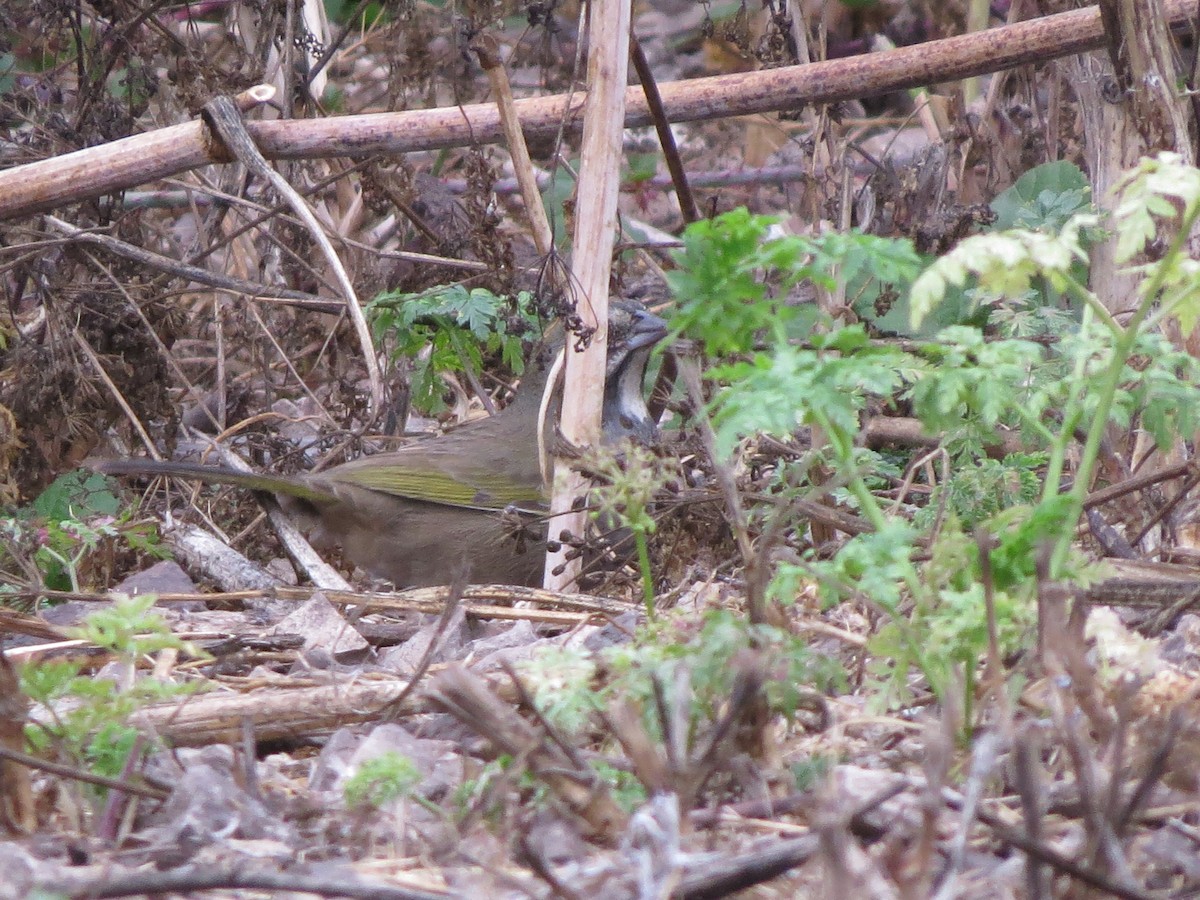 Green-tailed Towhee - ML273476311