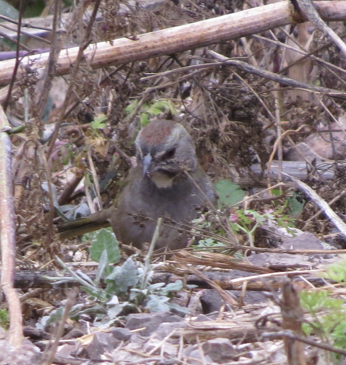 Green-tailed Towhee - ML273477031