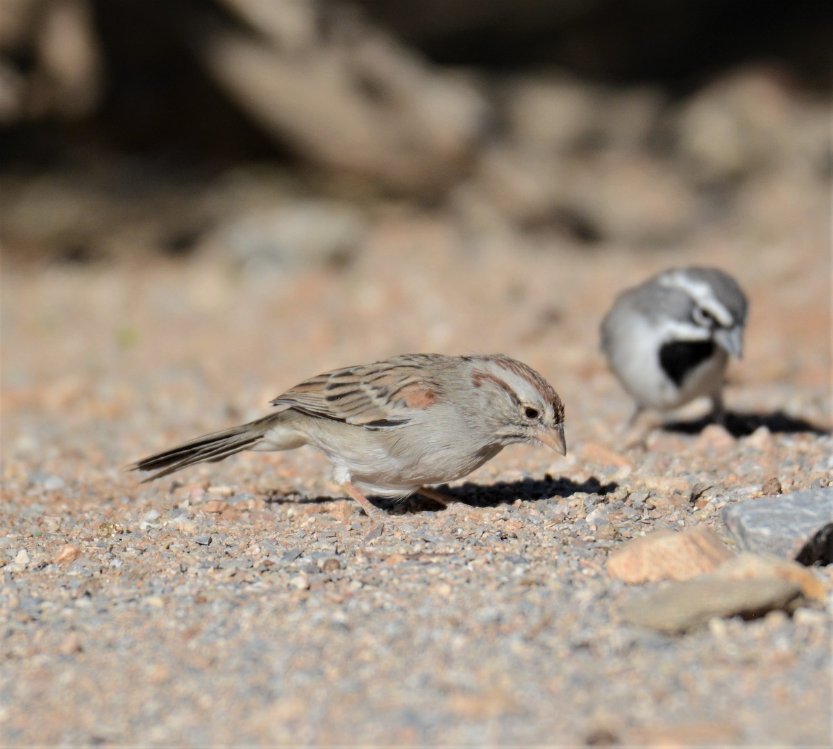 Rufous-winged Sparrow - ML273478751