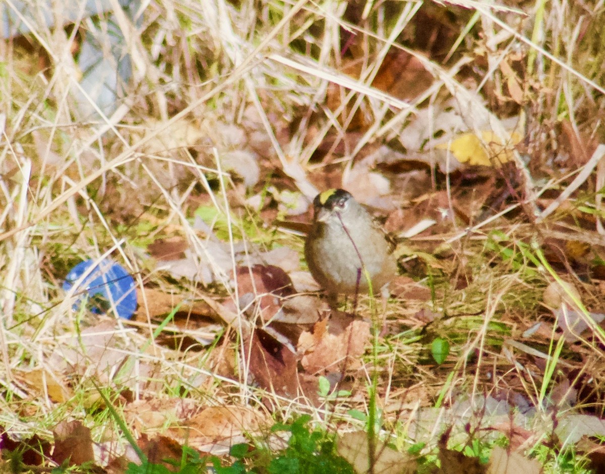 Golden-crowned Sparrow - ML273480601