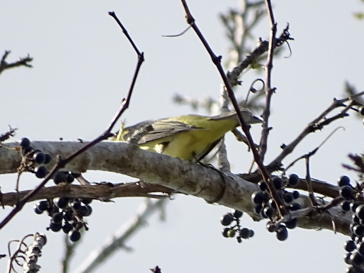 Piranga écarlate - ML273482061