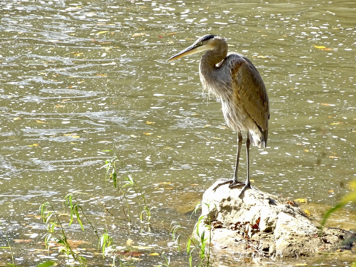 Great Blue Heron - ML273482721