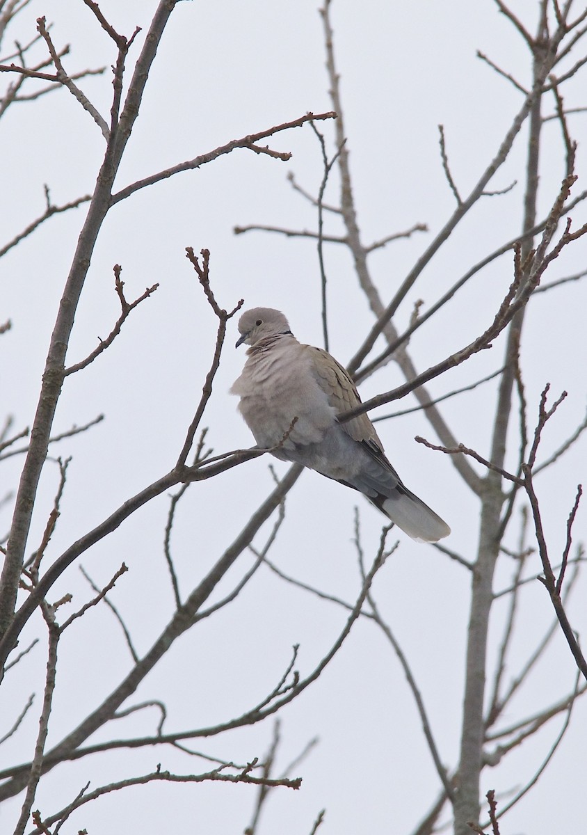 Eurasian Collared-Dove - ML273484051