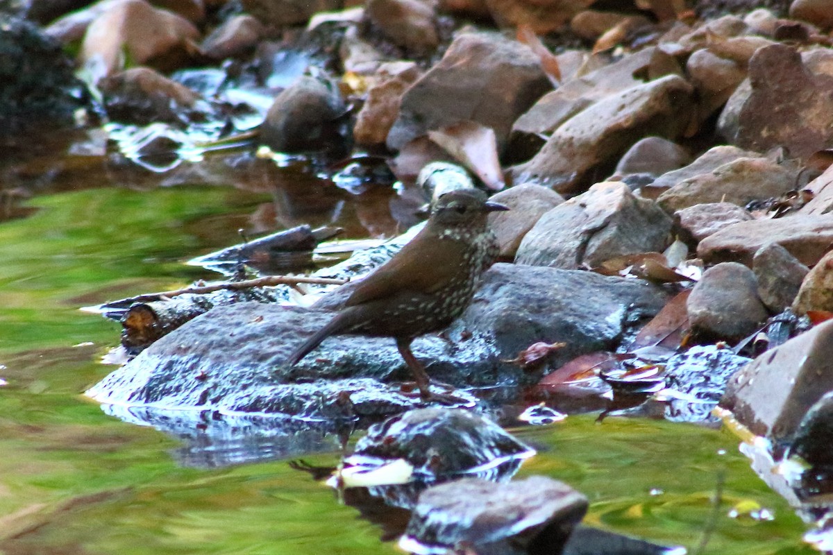 Sharp-tailed Streamcreeper - ML273484121