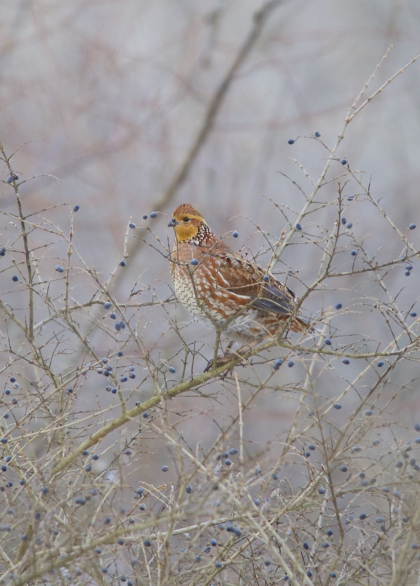 Northern Bobwhite - ML273484571