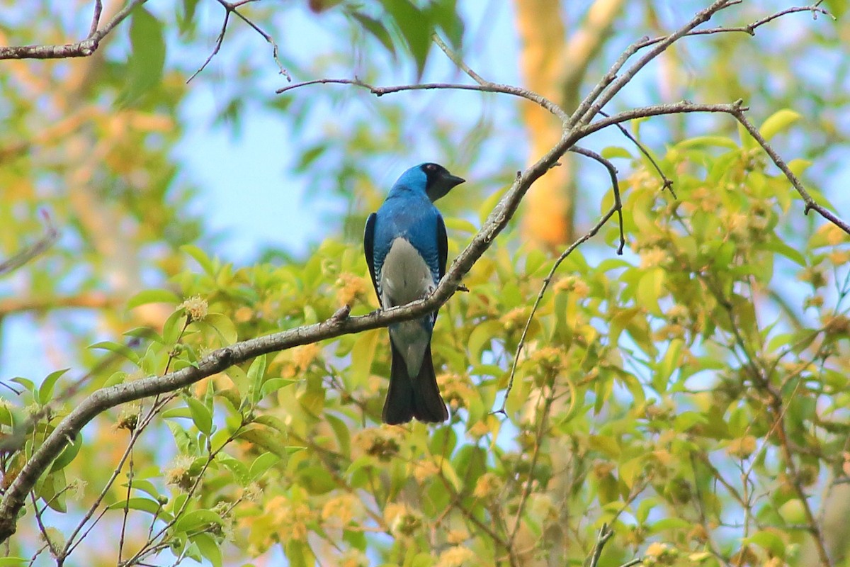 Swallow Tanager - ML273485011