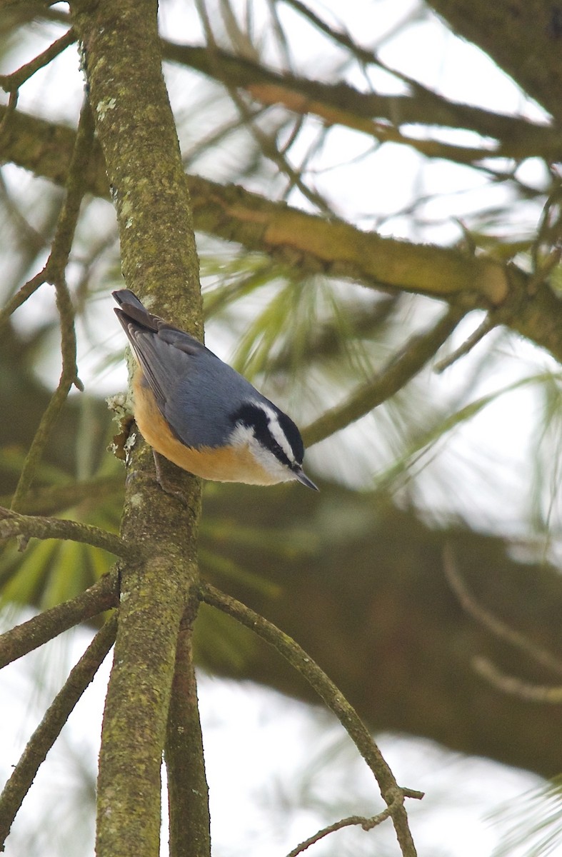 Red-breasted Nuthatch - ML273485261
