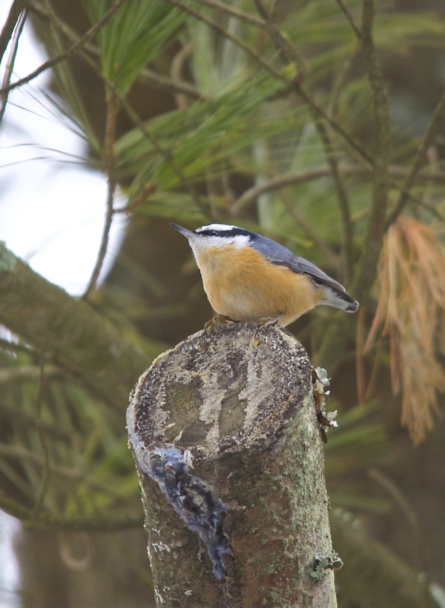 Red-breasted Nuthatch - ML273485271