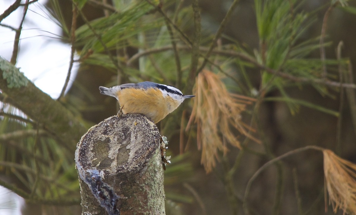 Red-breasted Nuthatch - ML273485281