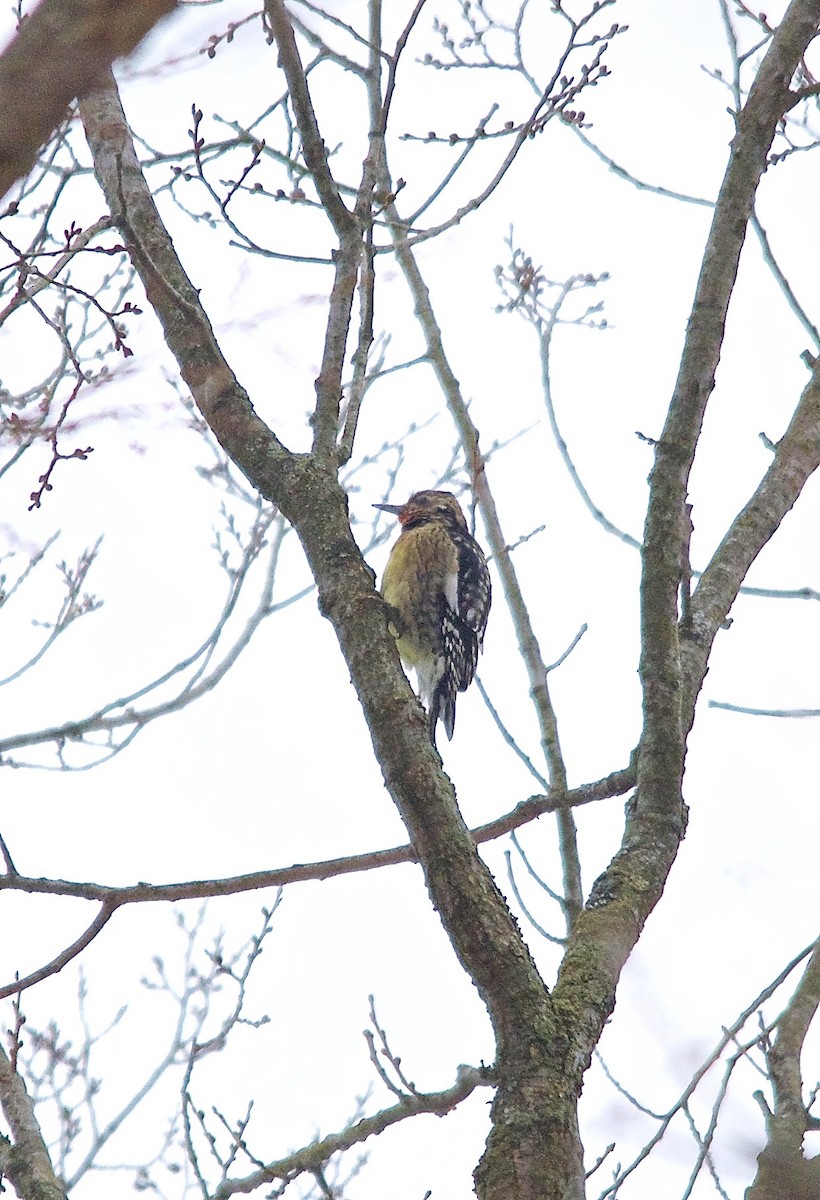 Yellow-bellied Sapsucker - ML273485411