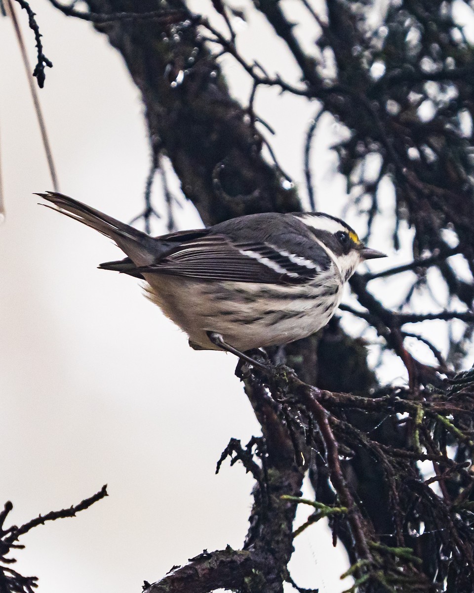 Black-throated Gray Warbler - Matt Vermeulen