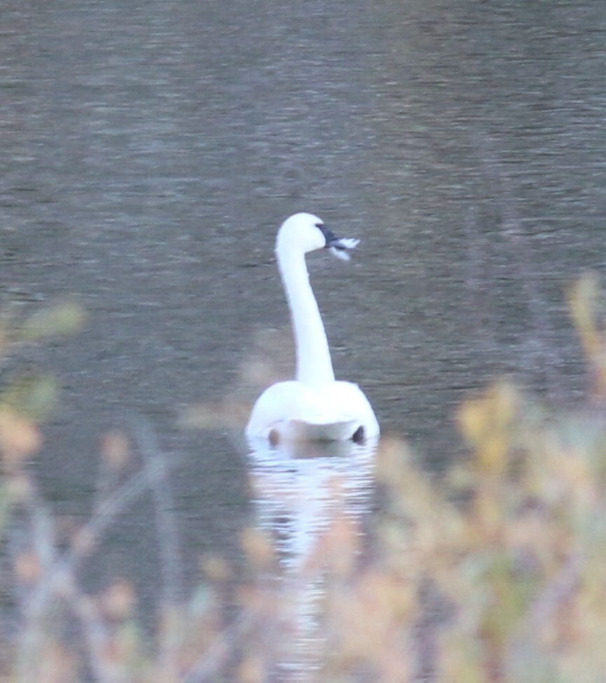 Cisne Trompetero - ML273486181