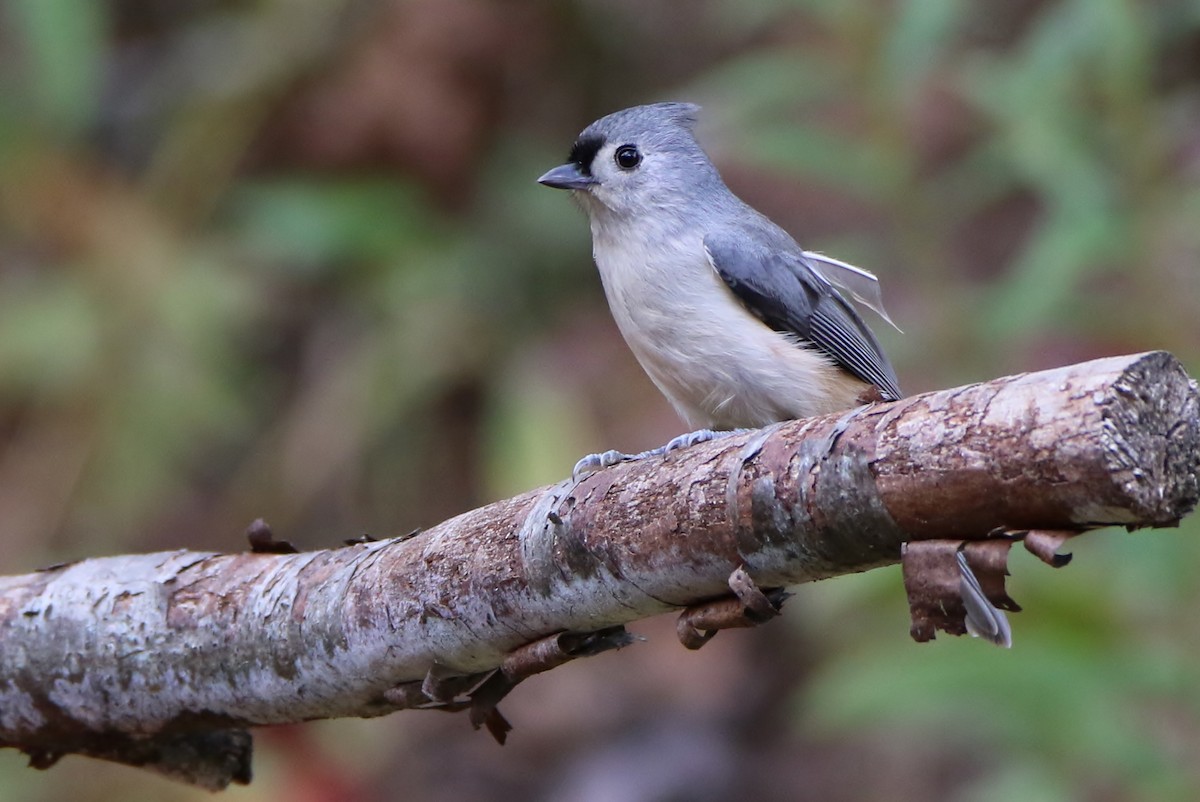 Tufted Titmouse - ML273487751