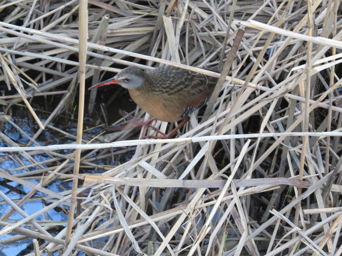 Virginia Rail - ML27348991