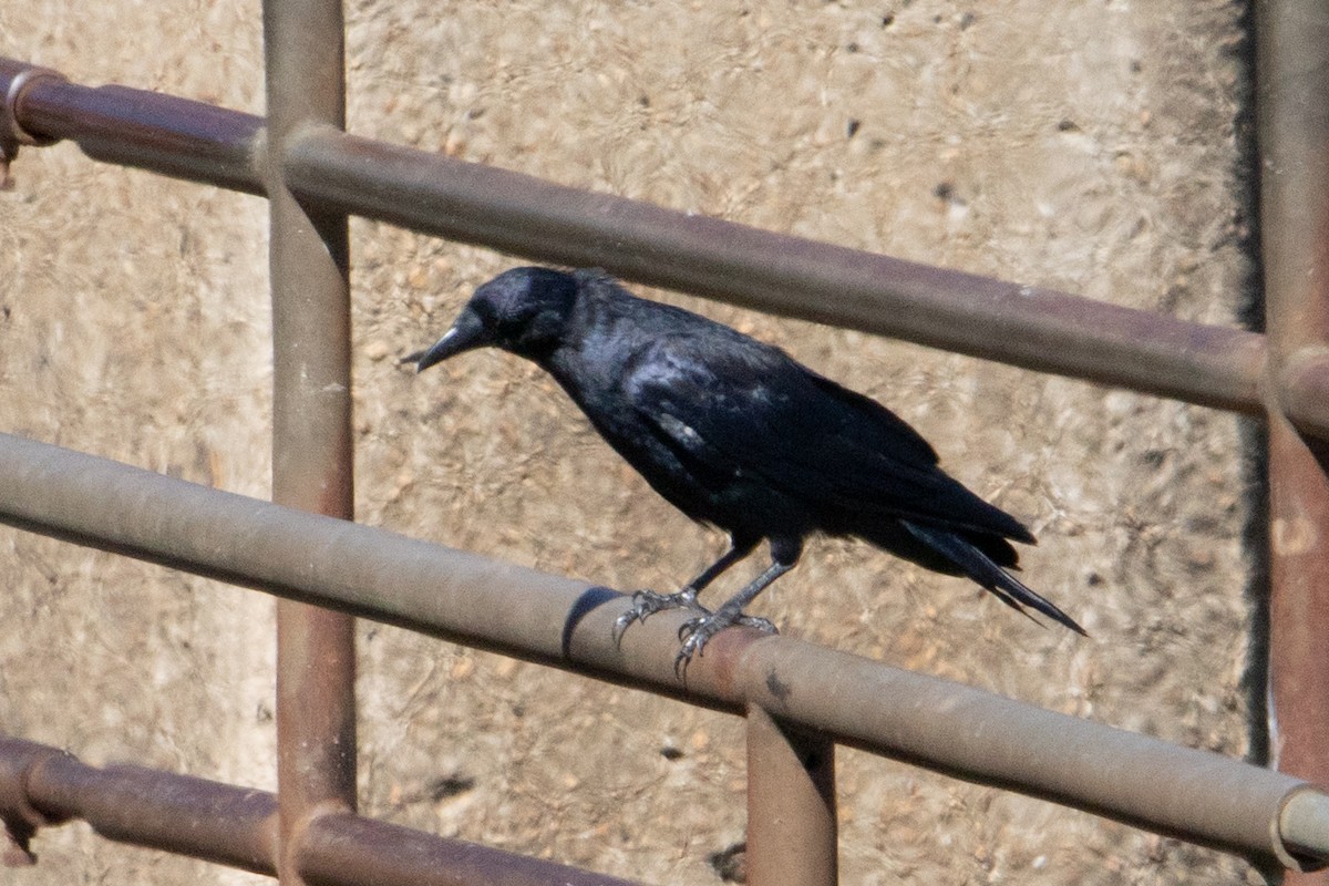 American Crow - ML273489991