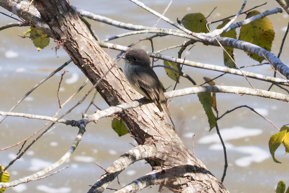 Eastern Phoebe - ML273490071
