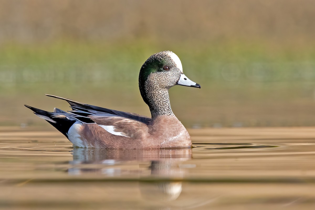 American Wigeon - ML273490211