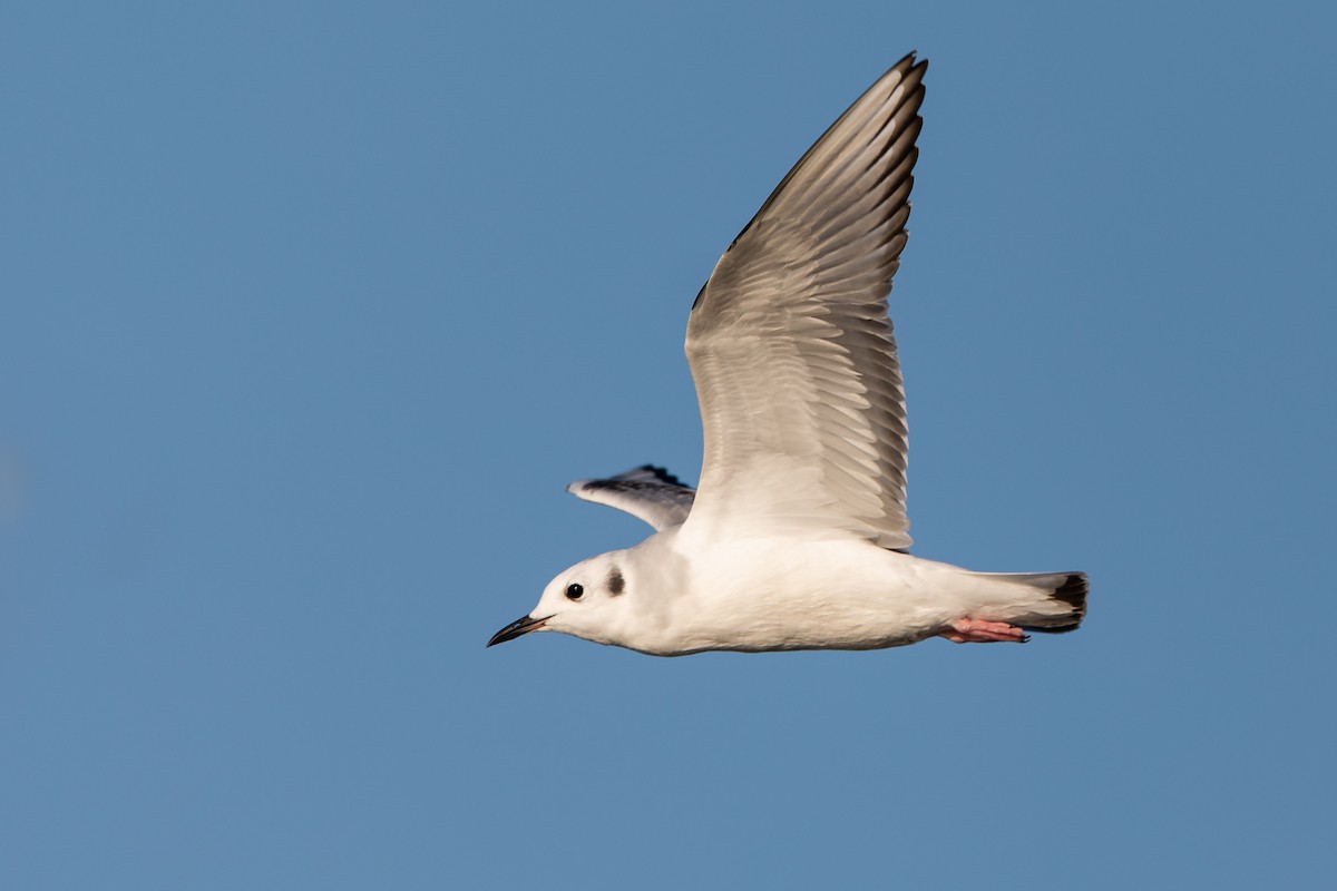 Bonaparte's Gull - ML273490501